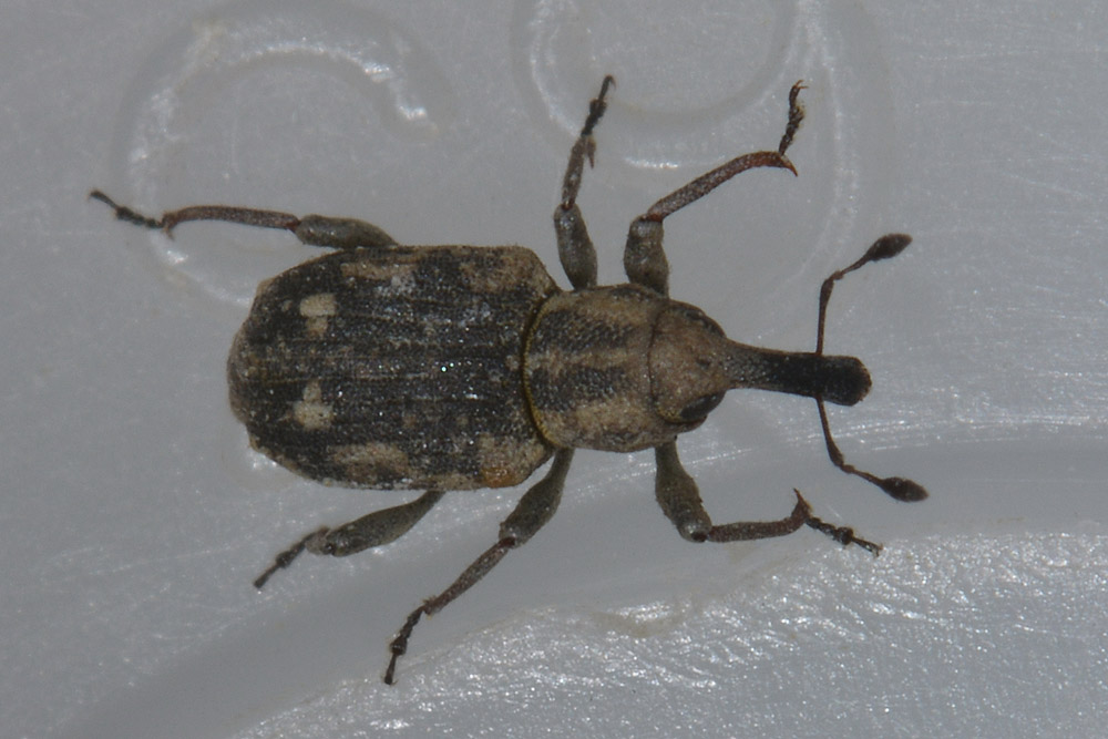 Bagous puncticollis - Curculionidae